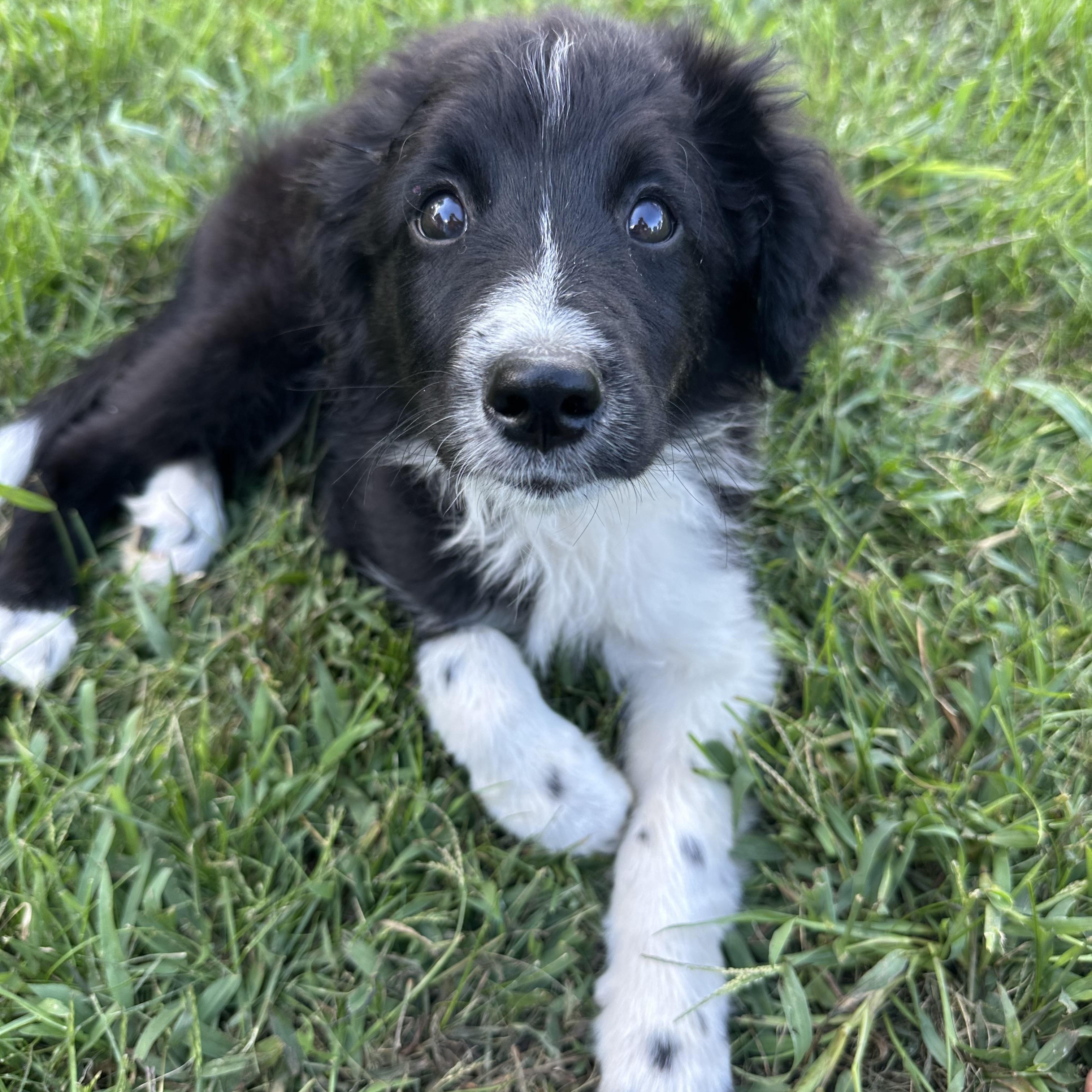 Cocopuff, Adopted, Puppy Female Aussiedoodle.