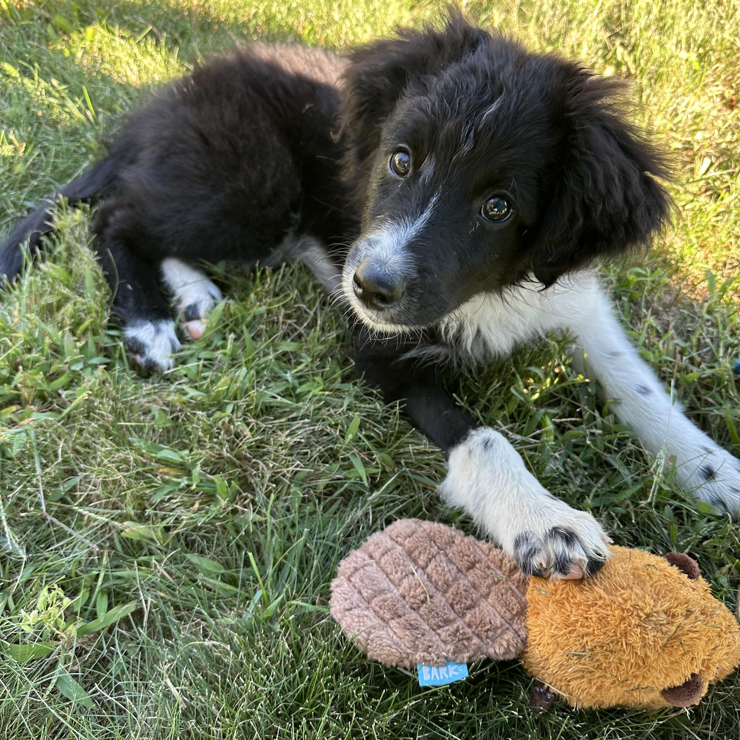 Enlarge Cocopuff, a Adopted Aussiedoodle in Saratoga Springs, NY image 3/6