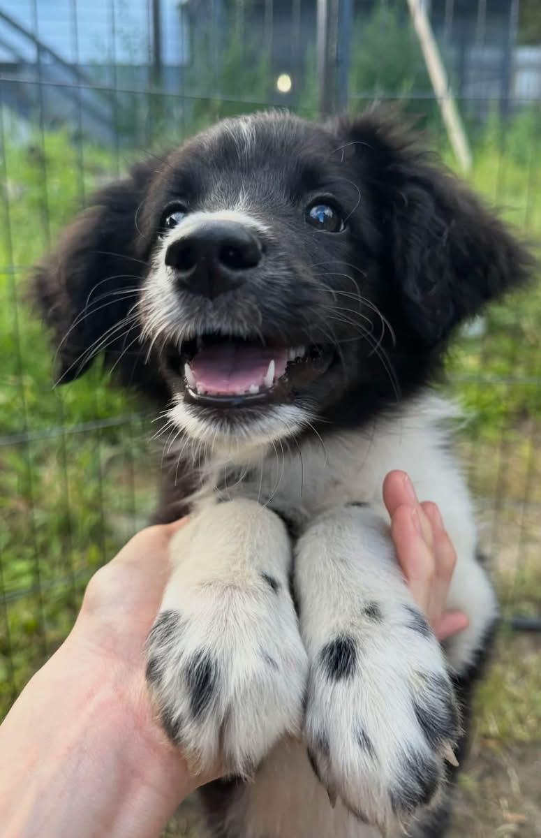 Enlarge Cocopuff, a Adopted Aussiedoodle in Saratoga Springs, NY image 5/6