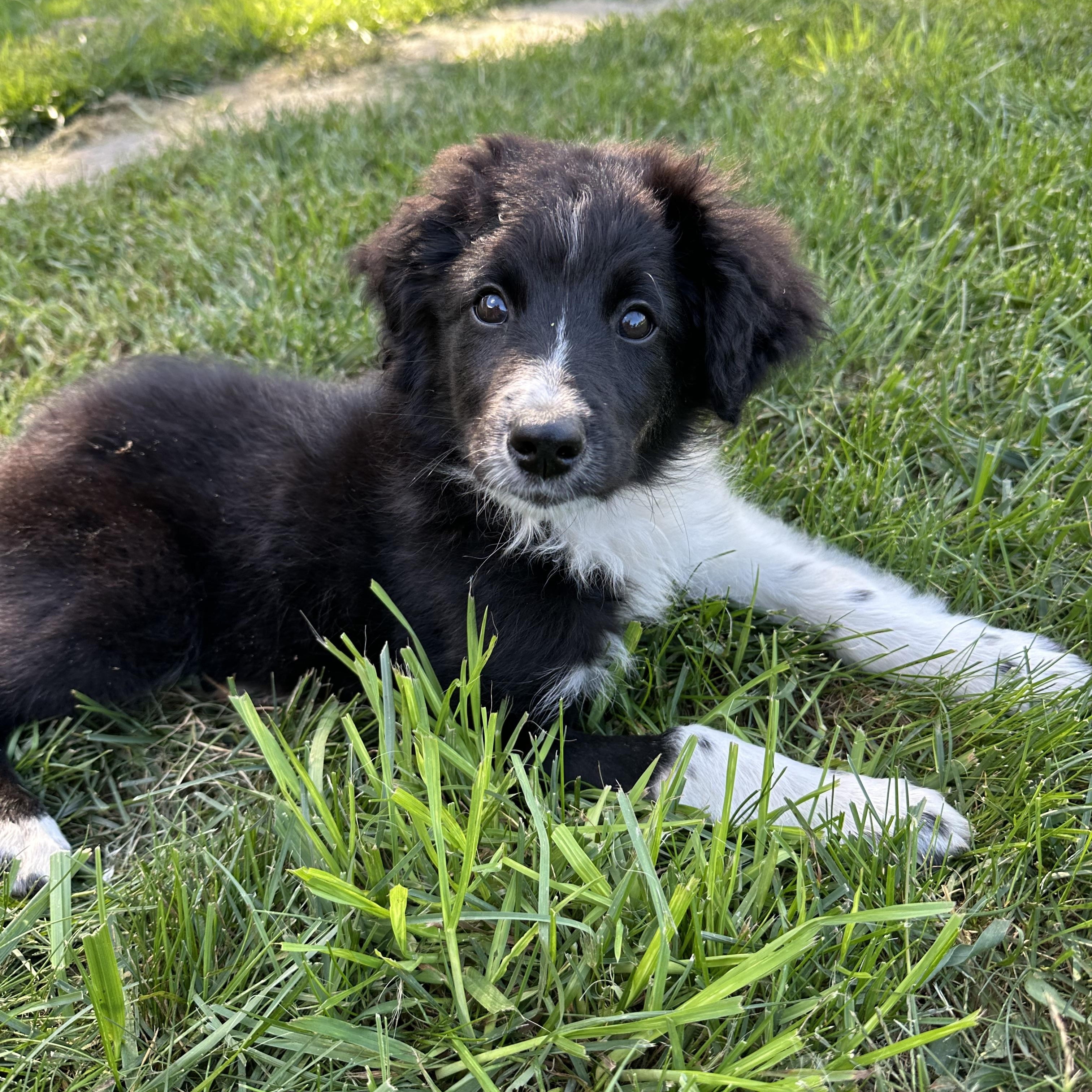 Enlarge Cocopuff, a Adopted Aussiedoodle in Saratoga Springs, NY image 6/6