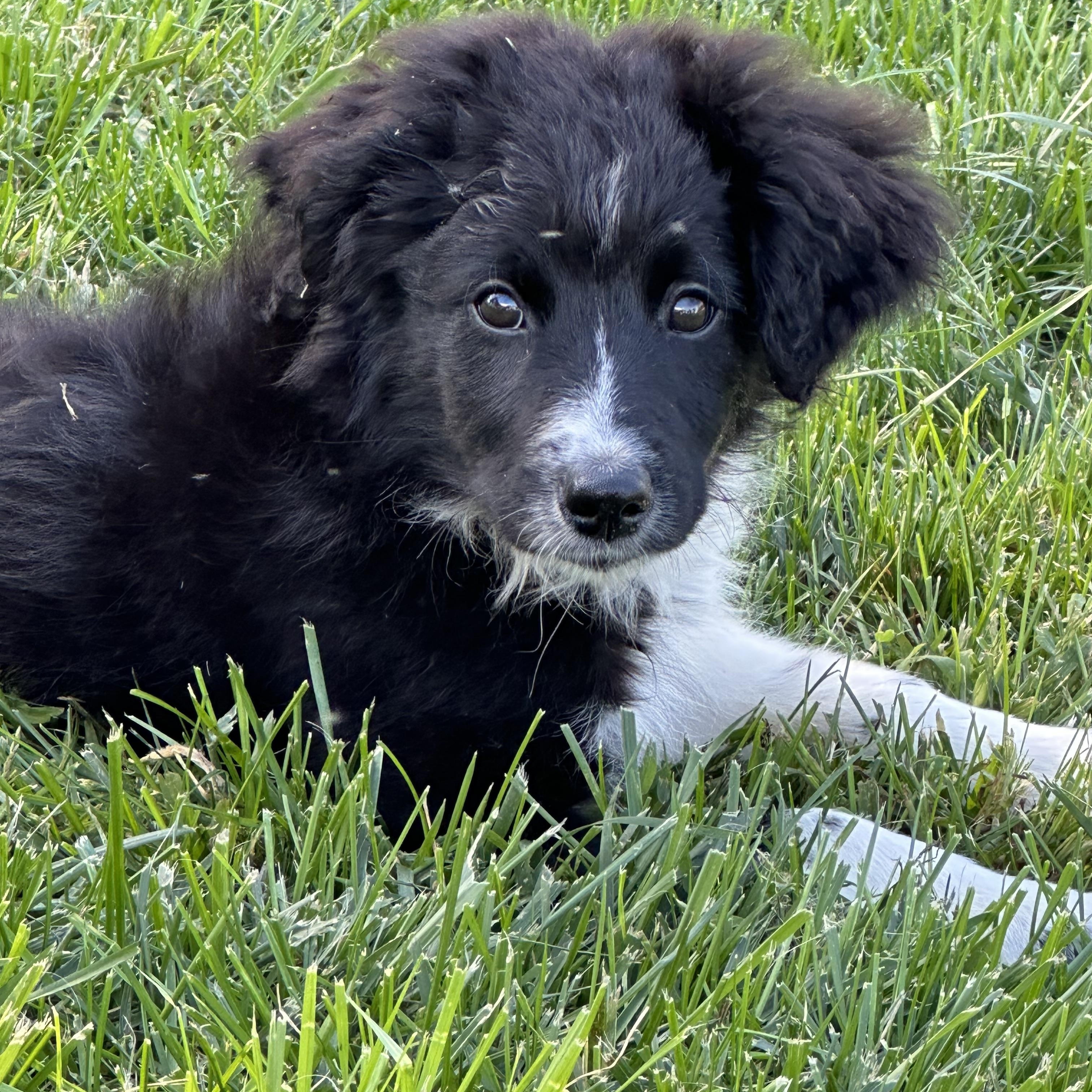 Enlarge Cocopuff, a Adopted Aussiedoodle in Saratoga Springs, NY image 2/6