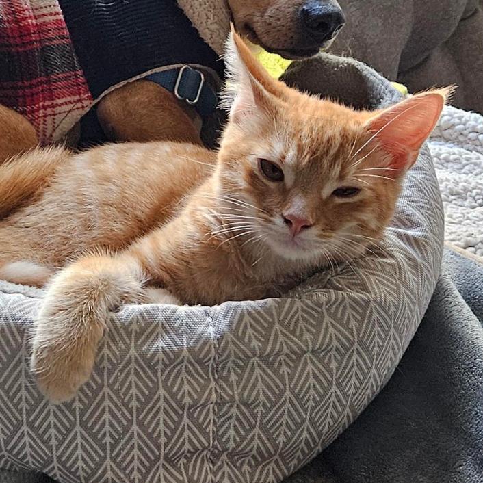 Enlarge Copper, a Adoptable Domestic Short Hair in Elverta, CA image 1/4