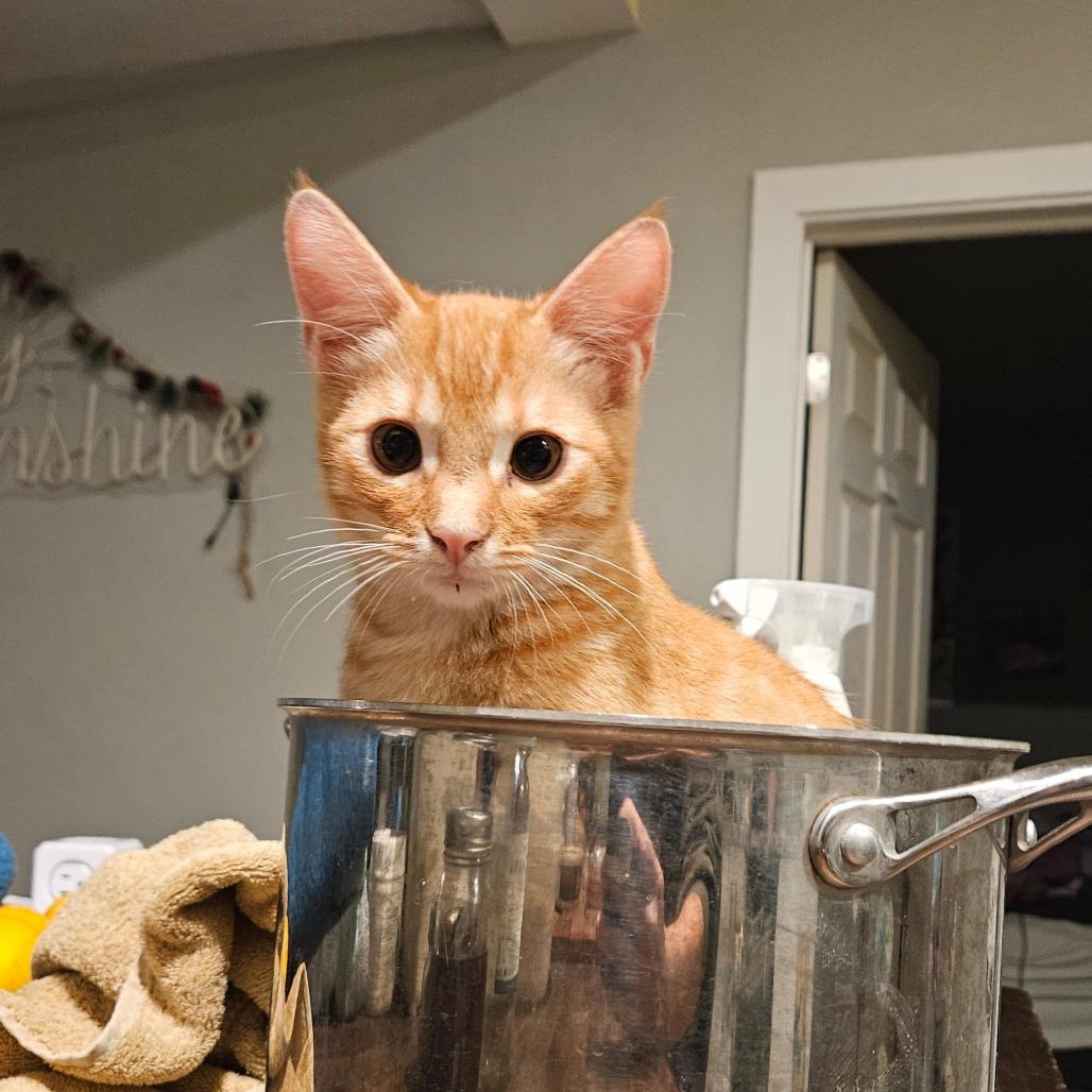 Enlarge Copper, a Adoptable Domestic Short Hair in Elverta, CA image 4/4