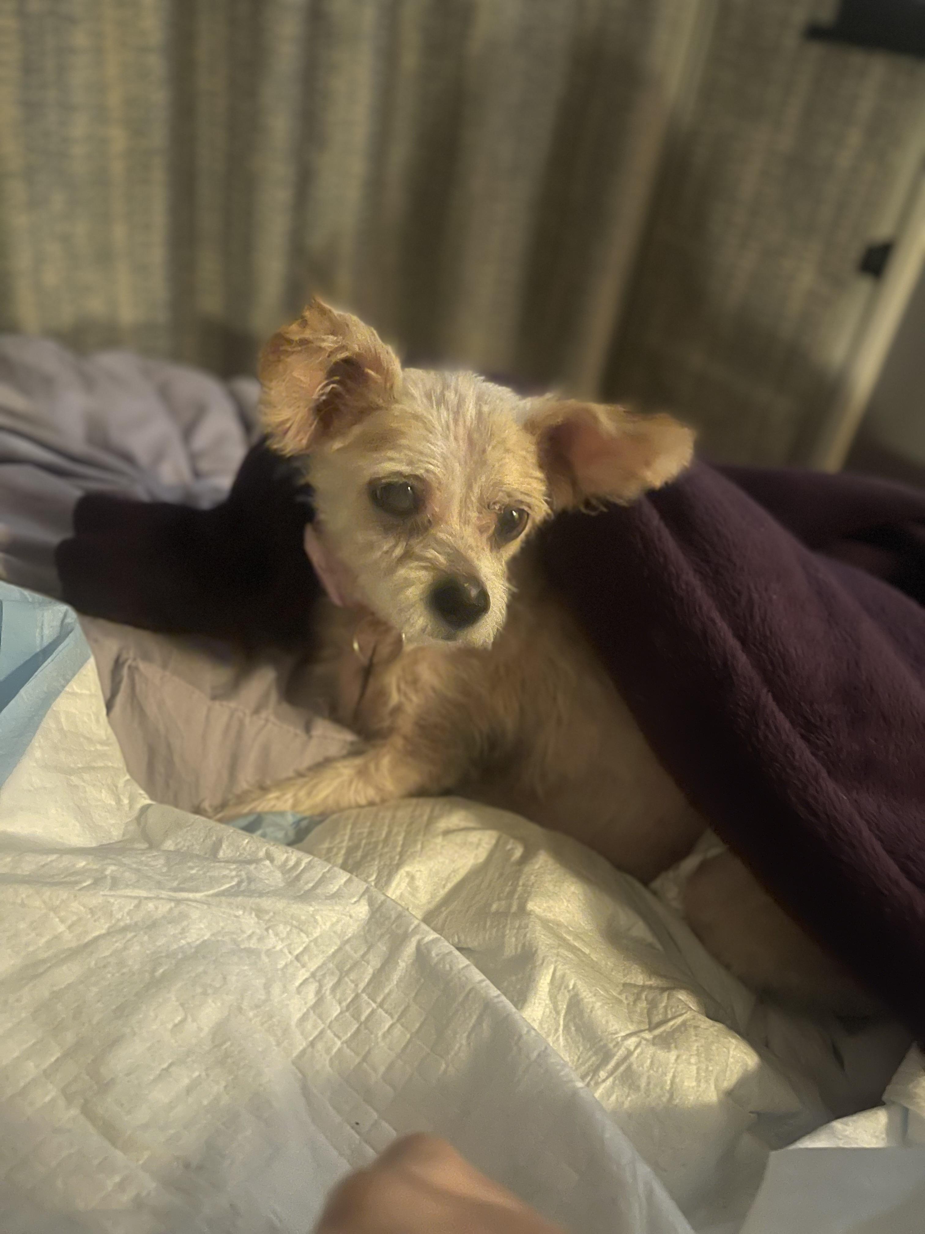 Enlarge Maeve, a ADOPTABLE mixed breed in West Hollywood, CA image 3/4