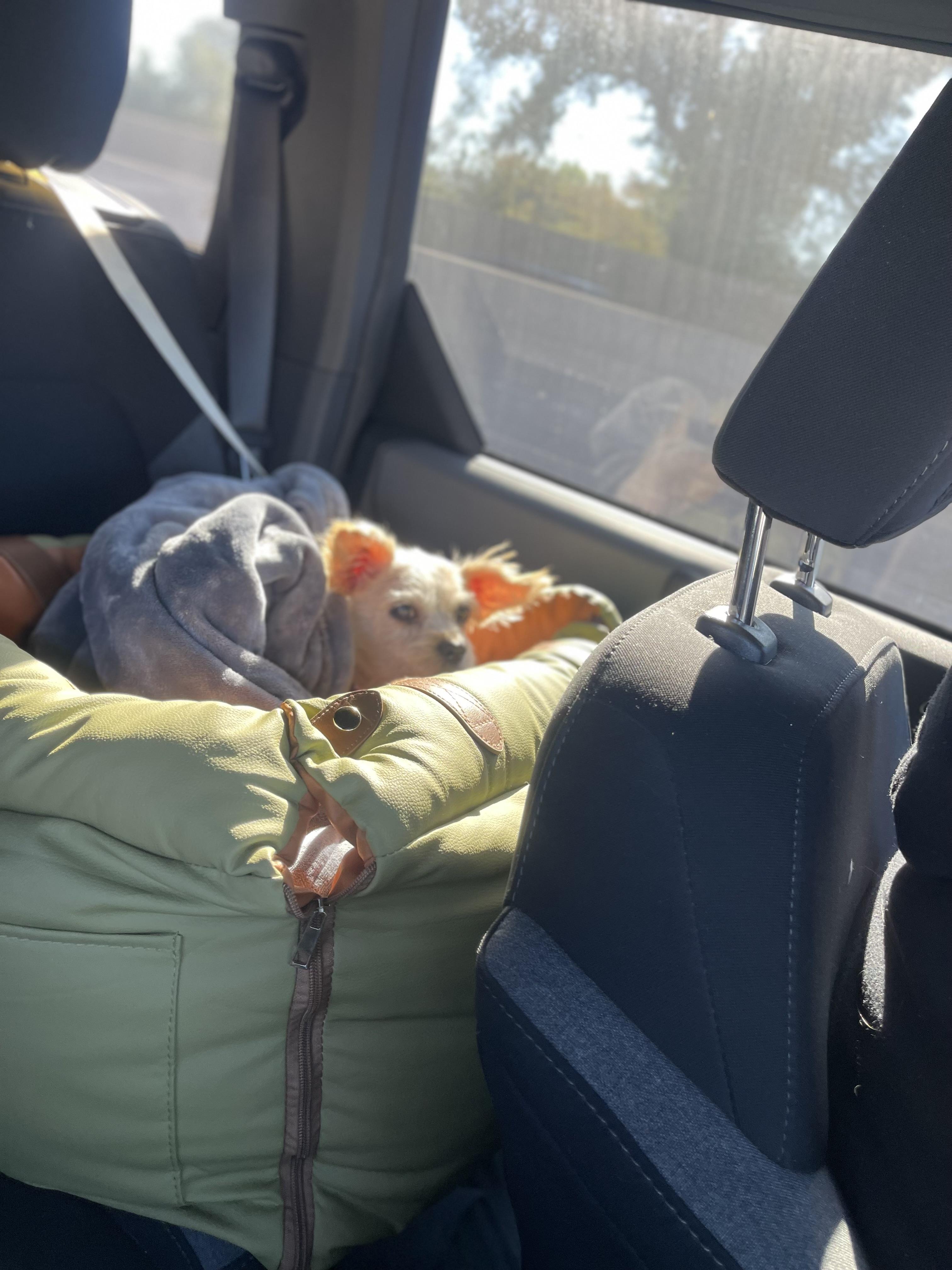 Enlarge Maeve, a ADOPTABLE mixed breed in West Hollywood, CA image 4/4