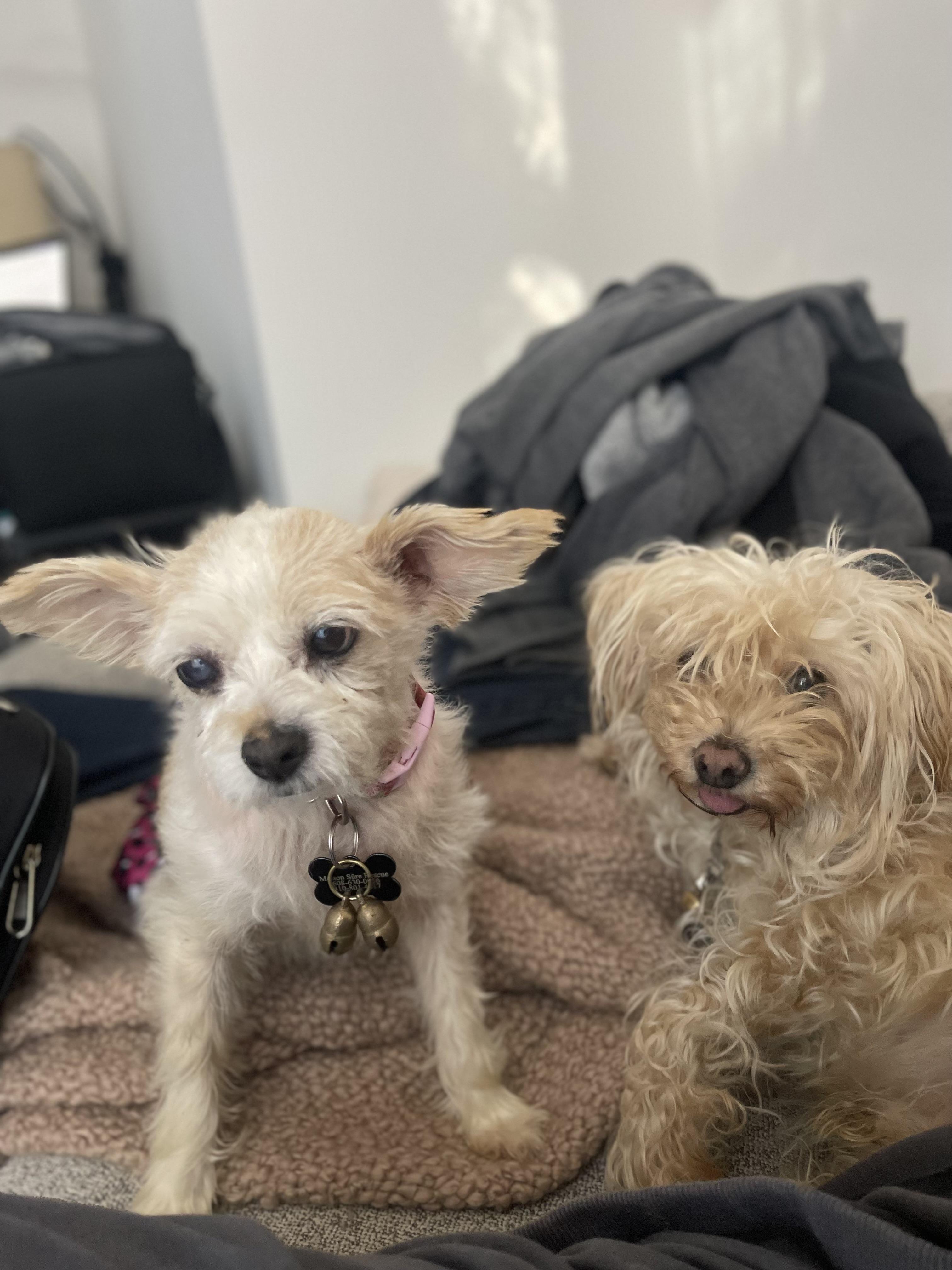 Enlarge Maeve, a ADOPTABLE mixed breed in West Hollywood, CA image 2/4