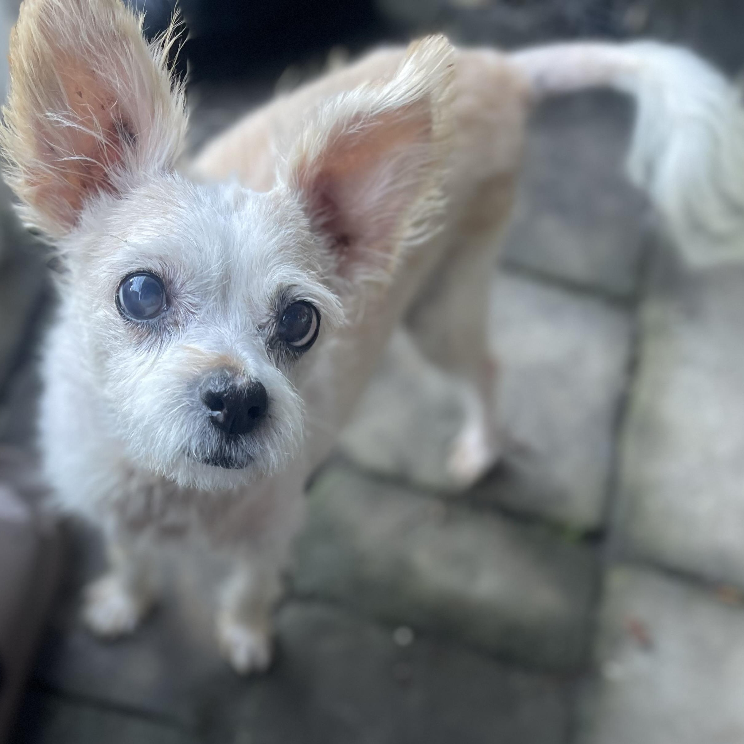 Enlarge Maeve, a ADOPTABLE mixed breed in West Hollywood, CA image 1/4