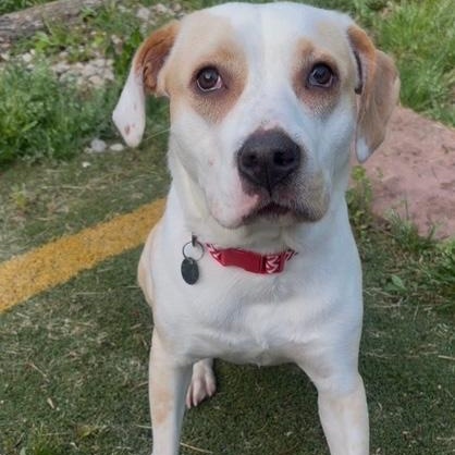 Enlarge Nova, an adopted mixed breed in Irmo, SC image 2/3