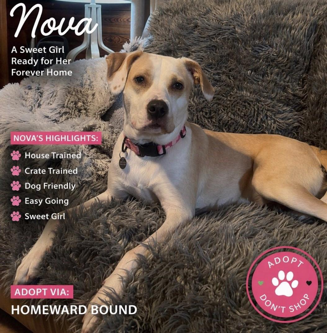 Enlarge Nova, an adopted mixed breed in Irmo, SC image 1/3