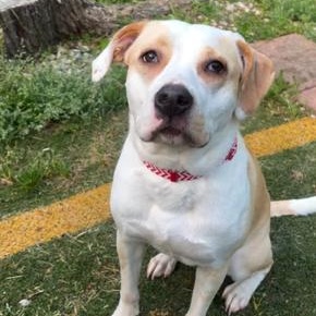 Enlarge Nova, an adopted mixed breed in Irmo, SC image 3/3