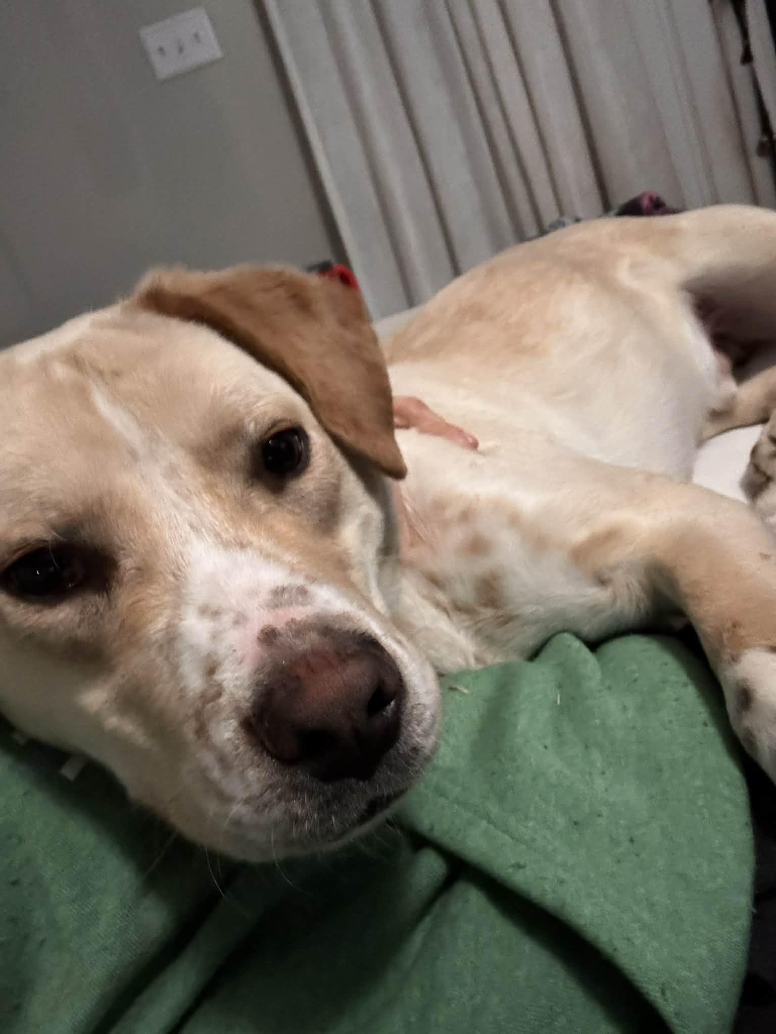 Gucci man, Adoptable, Young Male Yellow Labrador Retriever & Labrador Retriever.