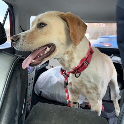 Enlarge Gucci man, a Adoptable mixed breed in Sanford, NC image 3/3