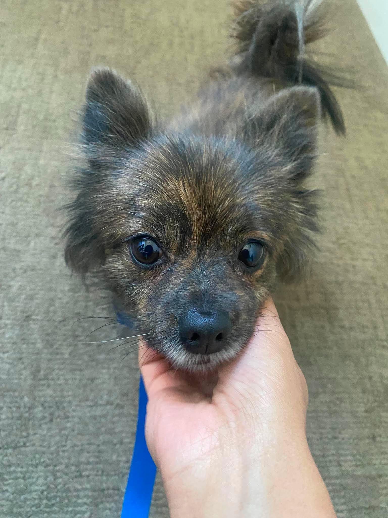 Enlarge Banana, a Adoptable Pomeranian in Redwood City , CA image 3/5