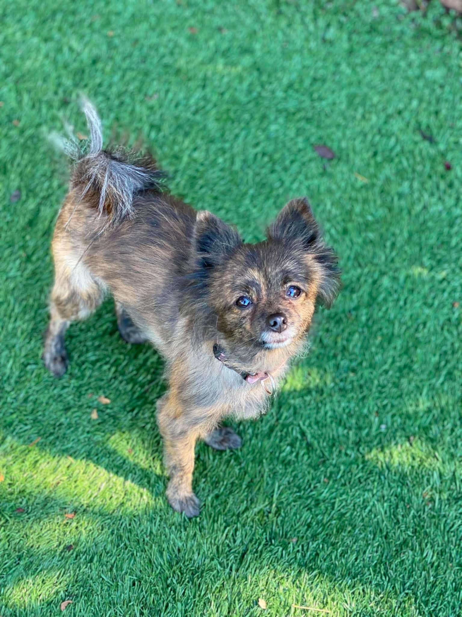 Enlarge Banana, a Adoptable Pomeranian in Redwood City , CA image 4/5
