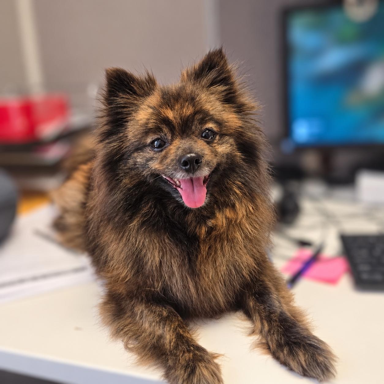 Enlarge Banana, a Adoptable Pomeranian in Redwood City , CA image 1/5