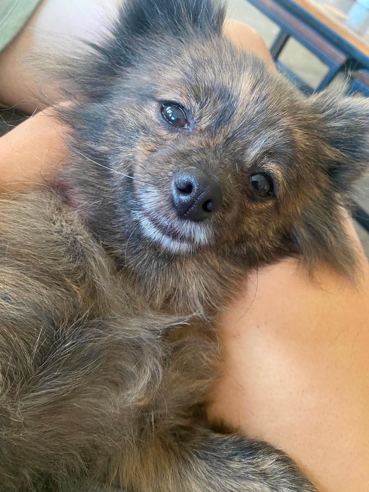 Enlarge Banana, a Adoptable Pomeranian in Redwood City , CA image 2/5