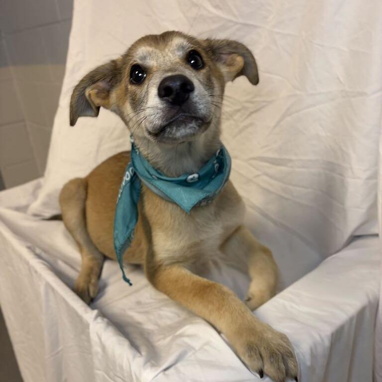 Bengal, Adoptable, Puppy Male Mixed Breed.