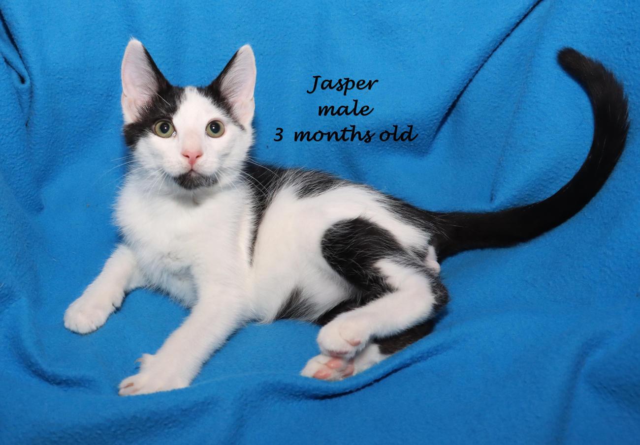Enlarge Jasper, an adopted Domestic Short Hair in Euclid, OH image 2/6