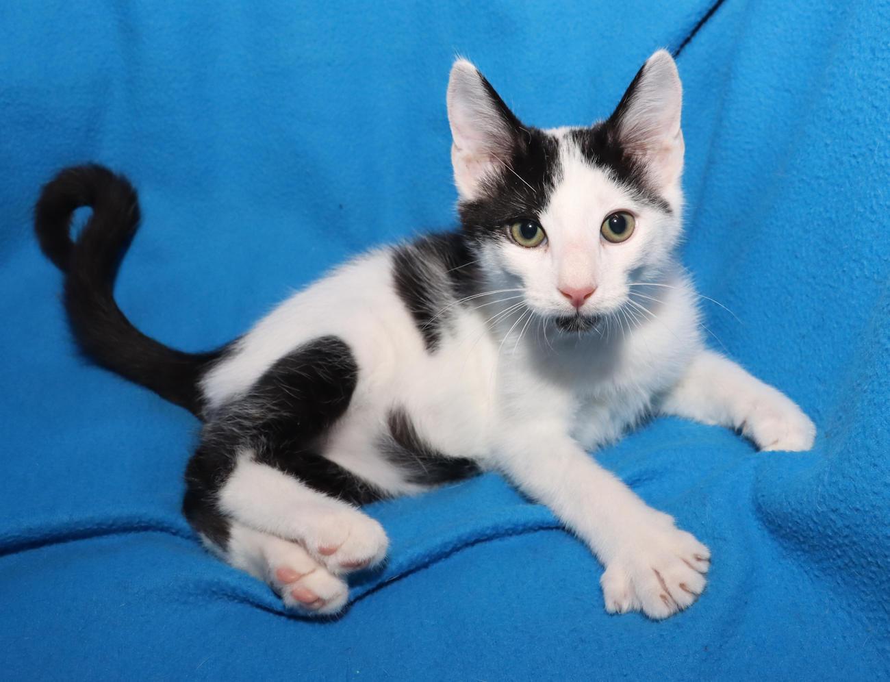 Enlarge Jasper, an adopted Domestic Short Hair in Euclid, OH image 4/6