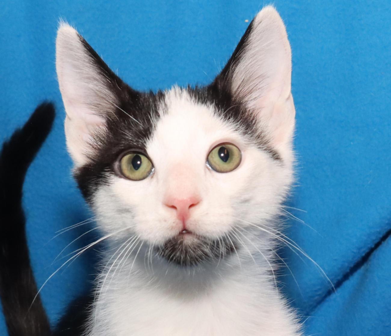 Jasper, adopted, Kitten Male Domestic Short Hair.