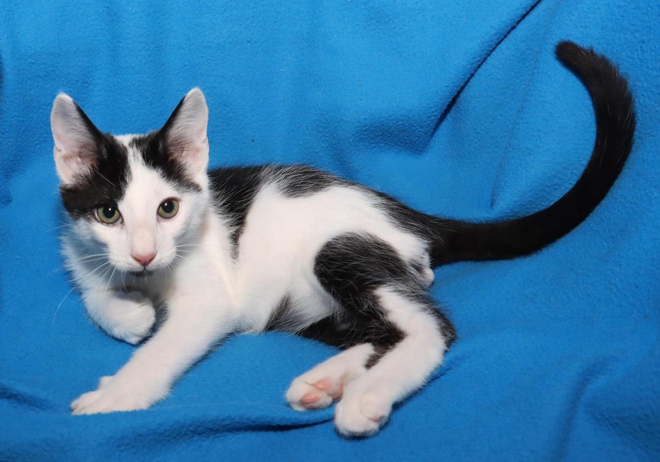 Enlarge Jasper, an adopted Domestic Short Hair in Euclid, OH image 6/6
