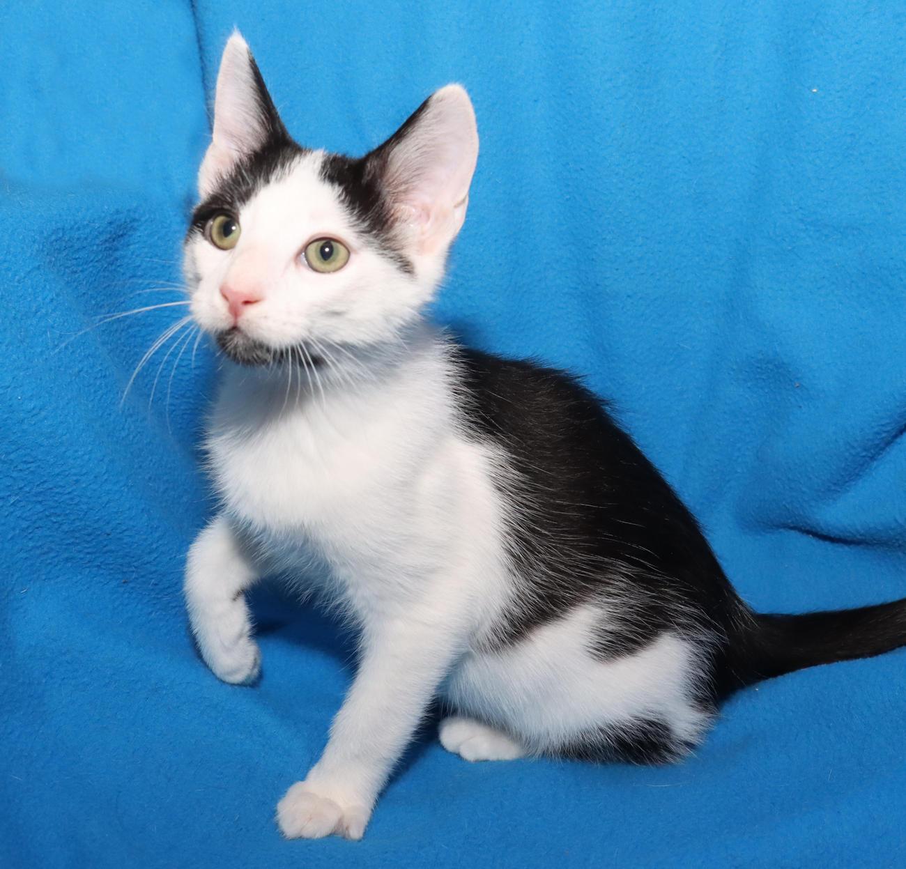 Enlarge Jasper, an adopted Domestic Short Hair in Euclid, OH image 3/6