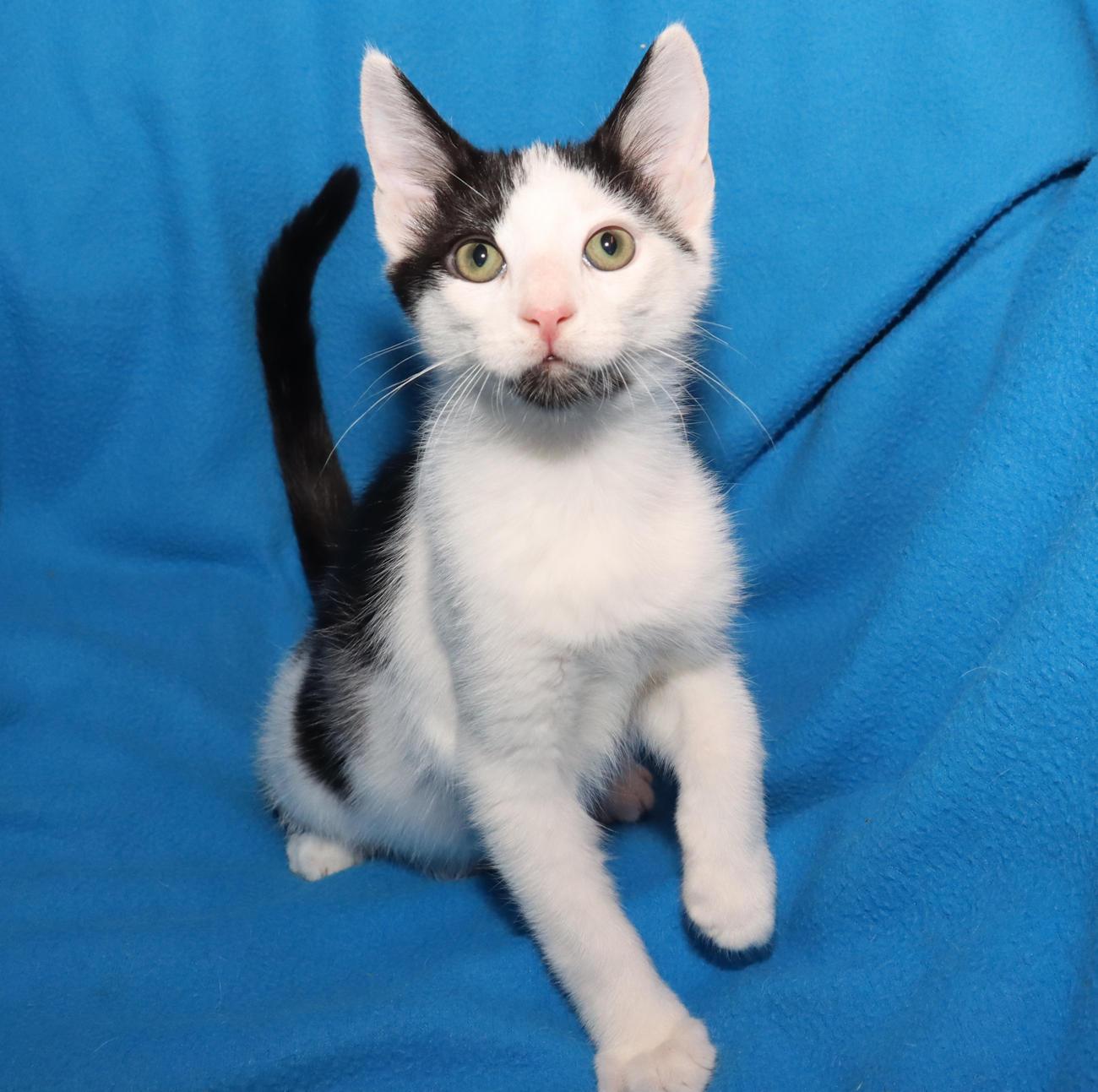 Enlarge Jasper, an adopted Domestic Short Hair in Euclid, OH image 5/6