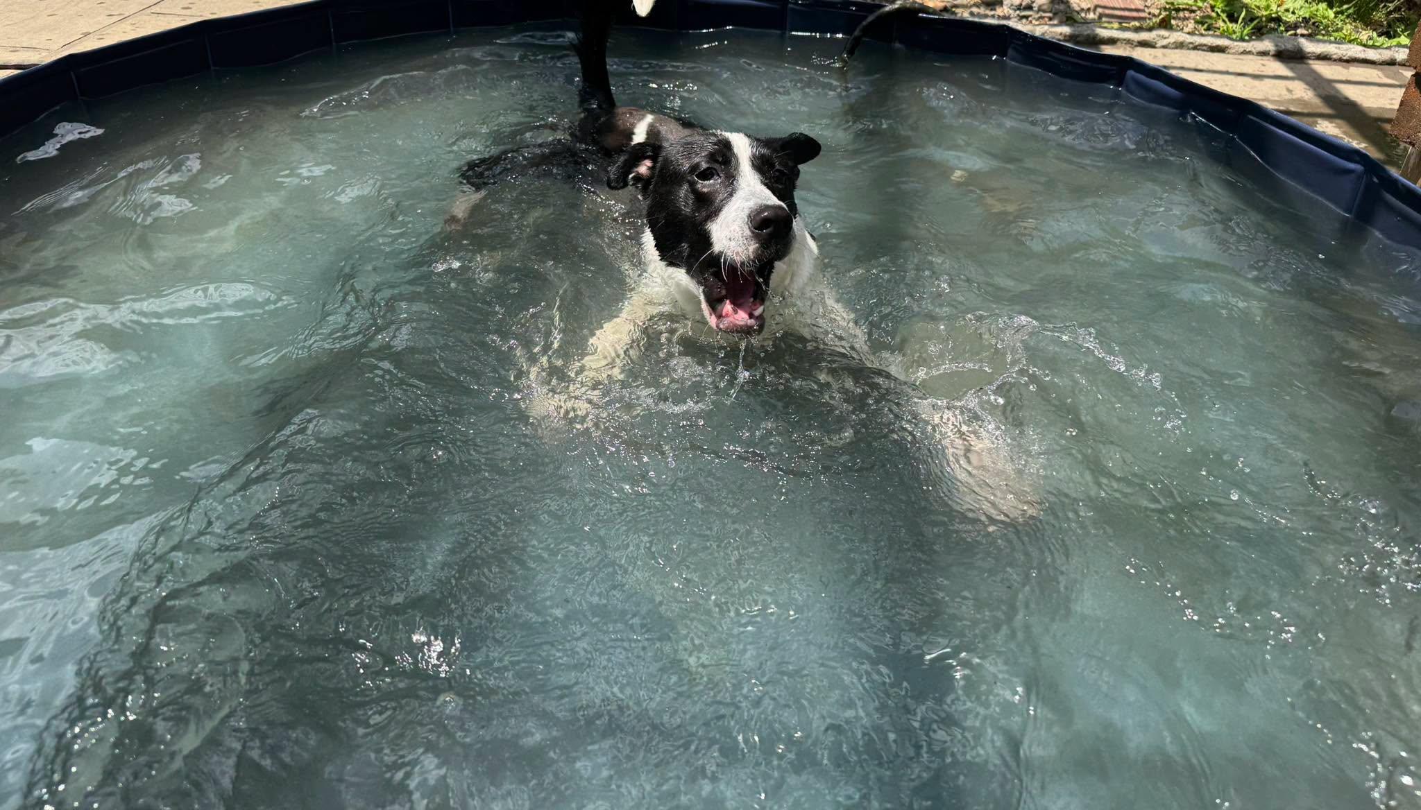 Hopper, a ADOPTABLE Mixed Breed in Ossining, NY image 4/4