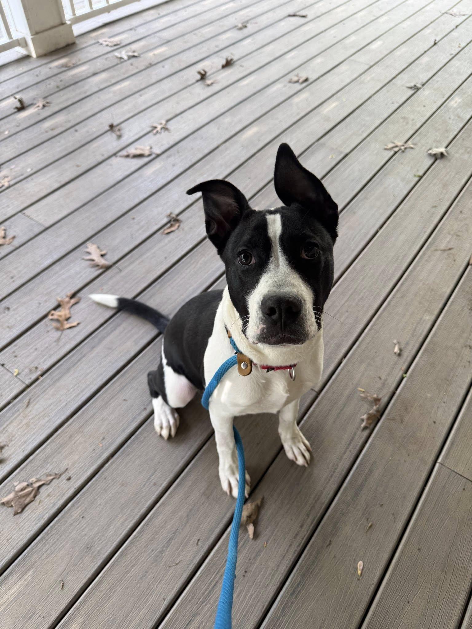 Hopper, ADOPTABLE, Young Male Mixed Breed.