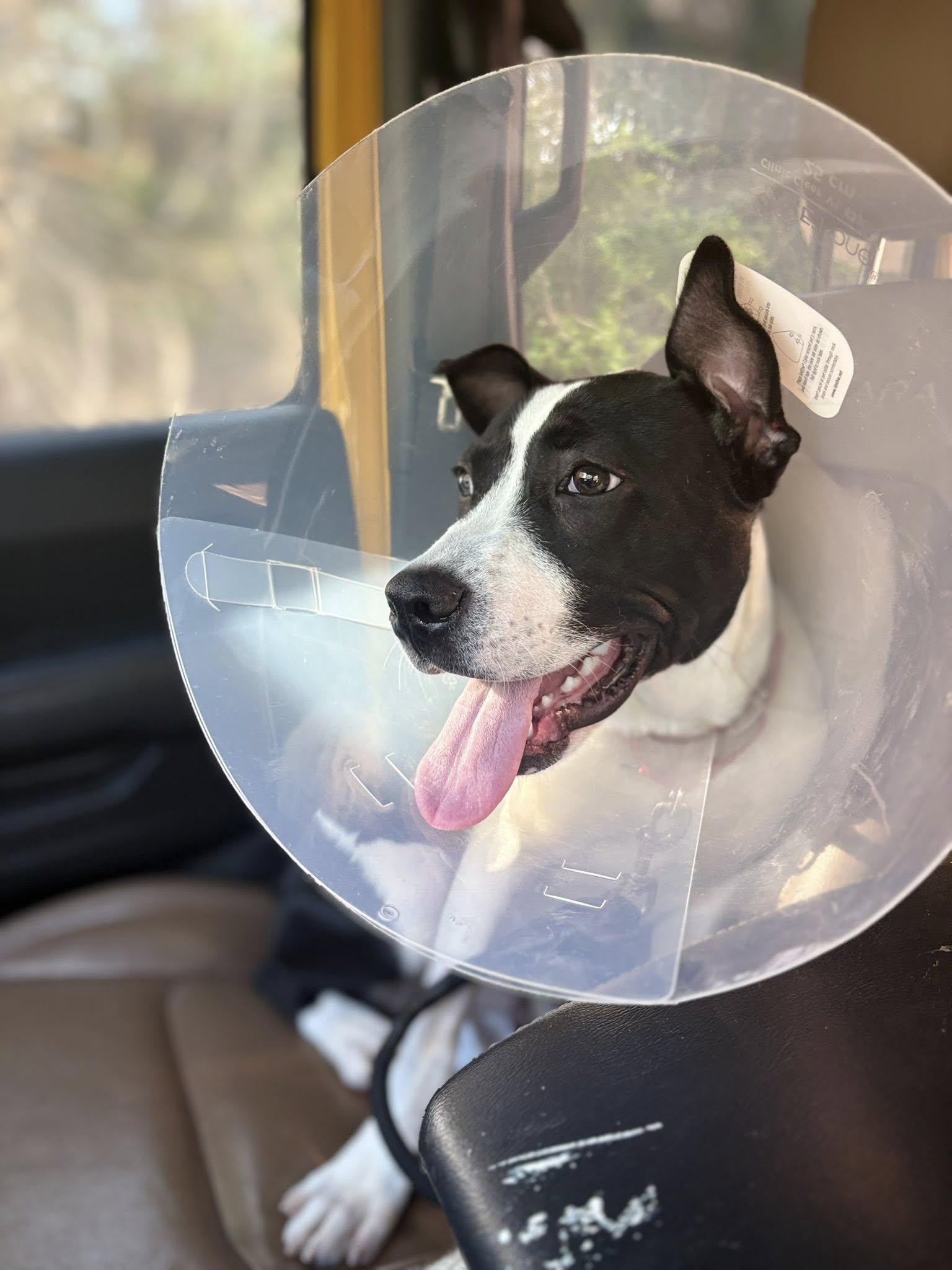 Hopper, a ADOPTABLE Mixed Breed in Ossining, NY image 2/2
