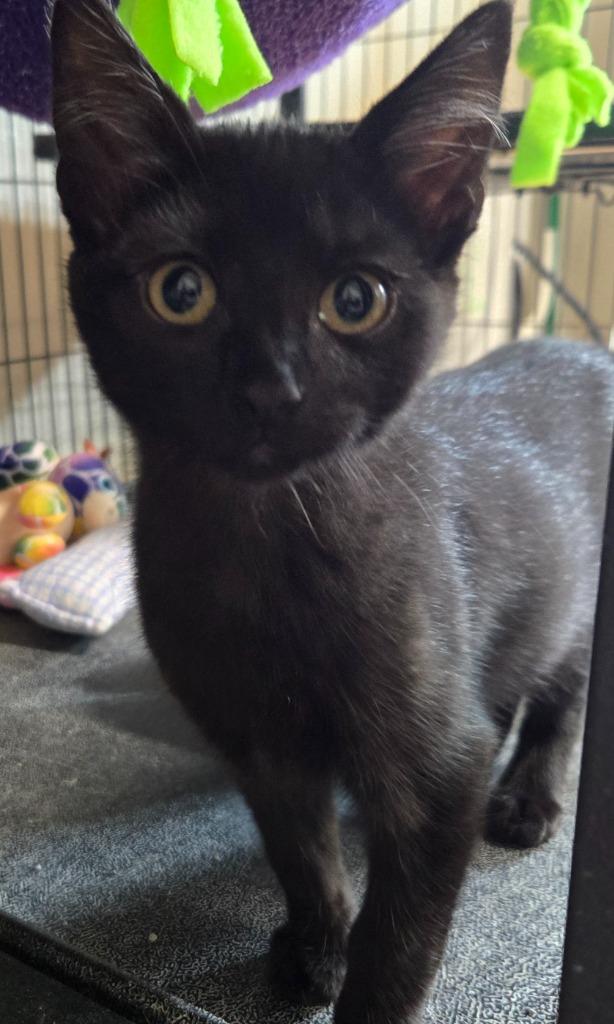 Pippa, Adoptable, Kitten Female Domestic Short Hair.