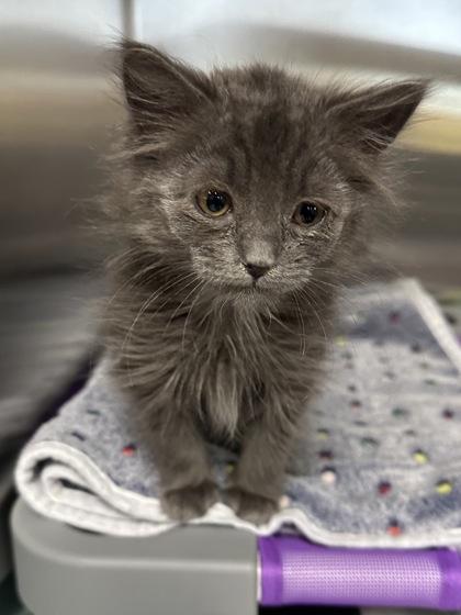 Enlarge Petera, a Adoptable mixed breed in Missoula, MT image 1/2