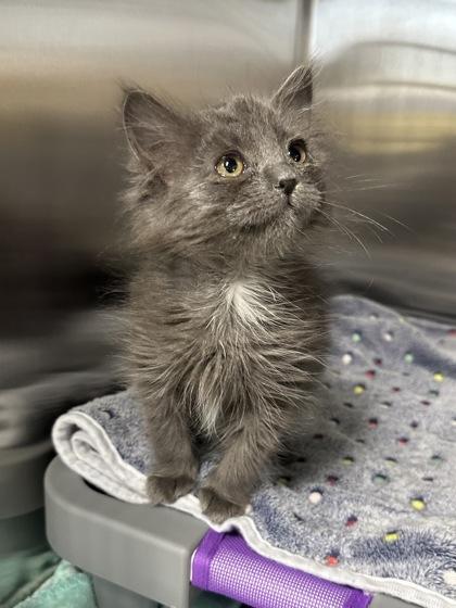 Enlarge Petera, a Adoptable mixed breed in Missoula, MT image 2/2