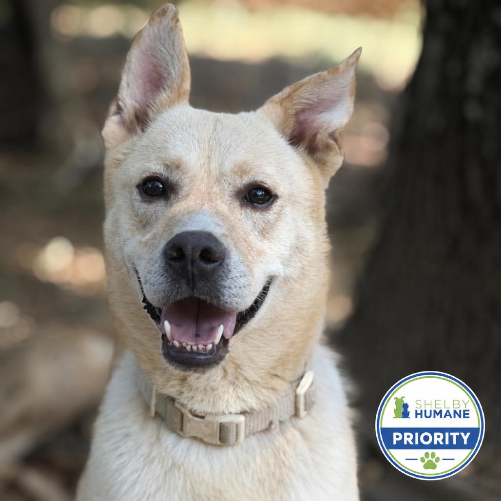 Kai *AVAILABLE IN FOSTER*, Adoptable, Senior Male Mixed Breed.