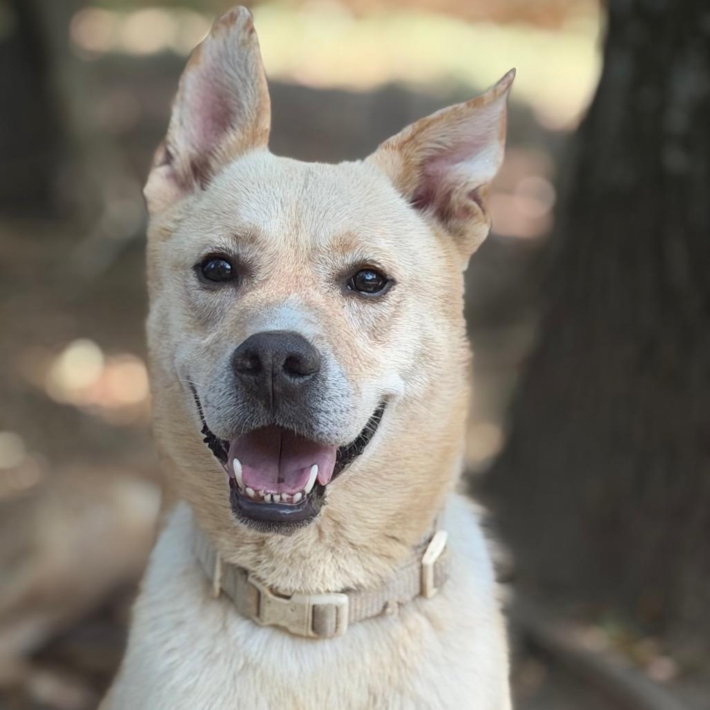 Kai (Foster for the Heat), Adoptable, Senior Male Mixed Breed.