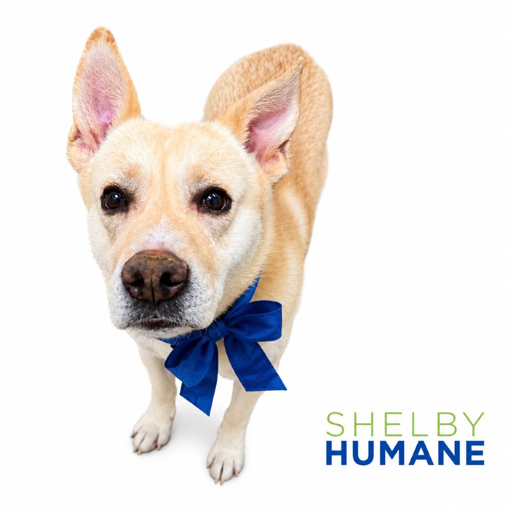 Enlarge Kai (Foster for the Heat), a Adoptable Mixed Breed in Columbiana, AL image 2/3
