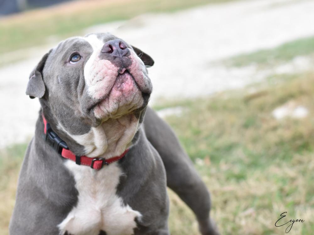 Eeyore, a Adoptable mixed breed in Somerville, NJ image 3/6