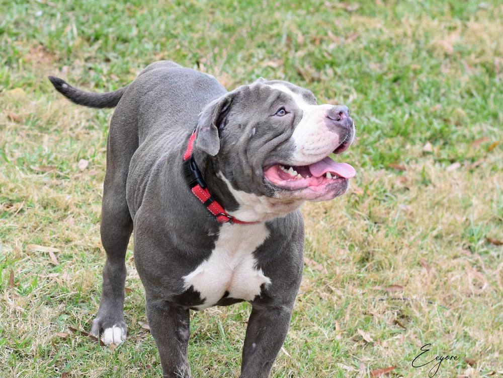 Eeyore, a Adoptable mixed breed in Somerville, NJ image 4/6