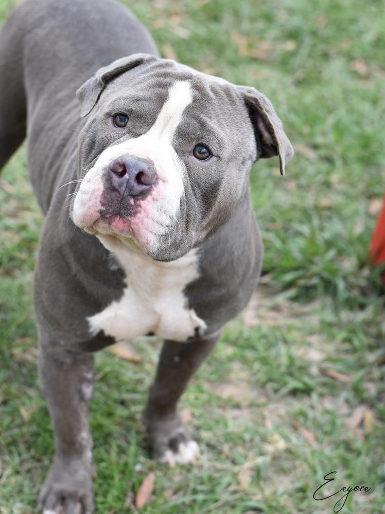 Eeyore, a Adoptable mixed breed in Somerville, NJ image 2/6