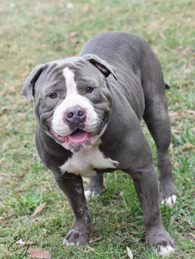 Eeyore, Adoptable, Adult Male American Bulldog.