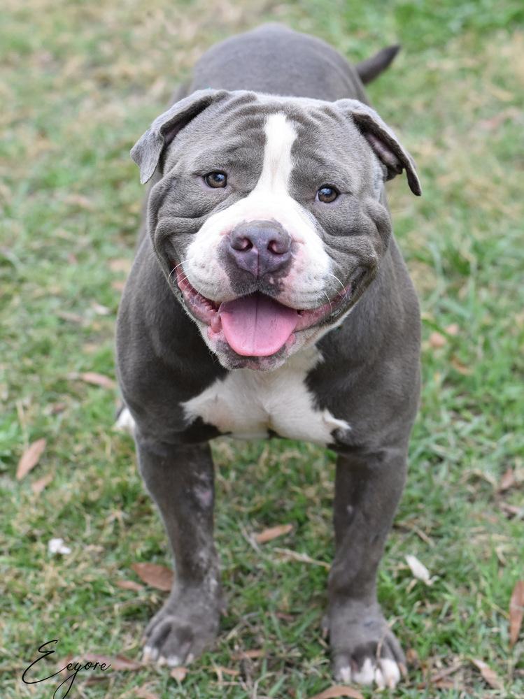 Eeyore, a Adoptable mixed breed in Somerville, NJ image 6/6