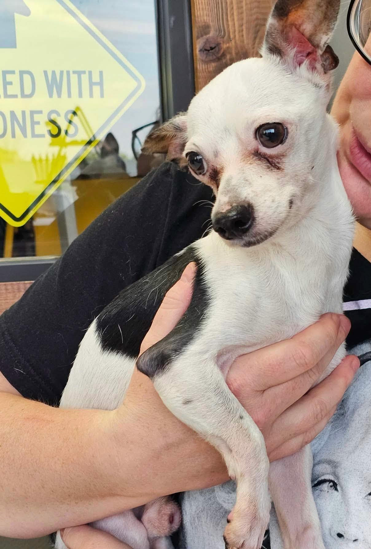 Enlarge Darl, an adopted mixed breed in De Pere, WI image 2/3