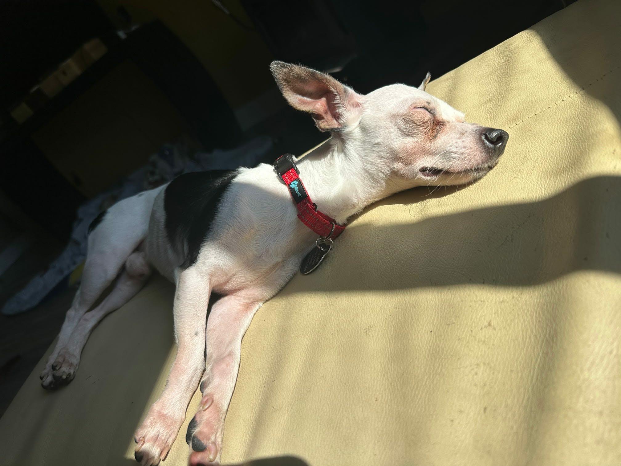 Enlarge Darl, an adopted mixed breed in De Pere, WI image 3/3