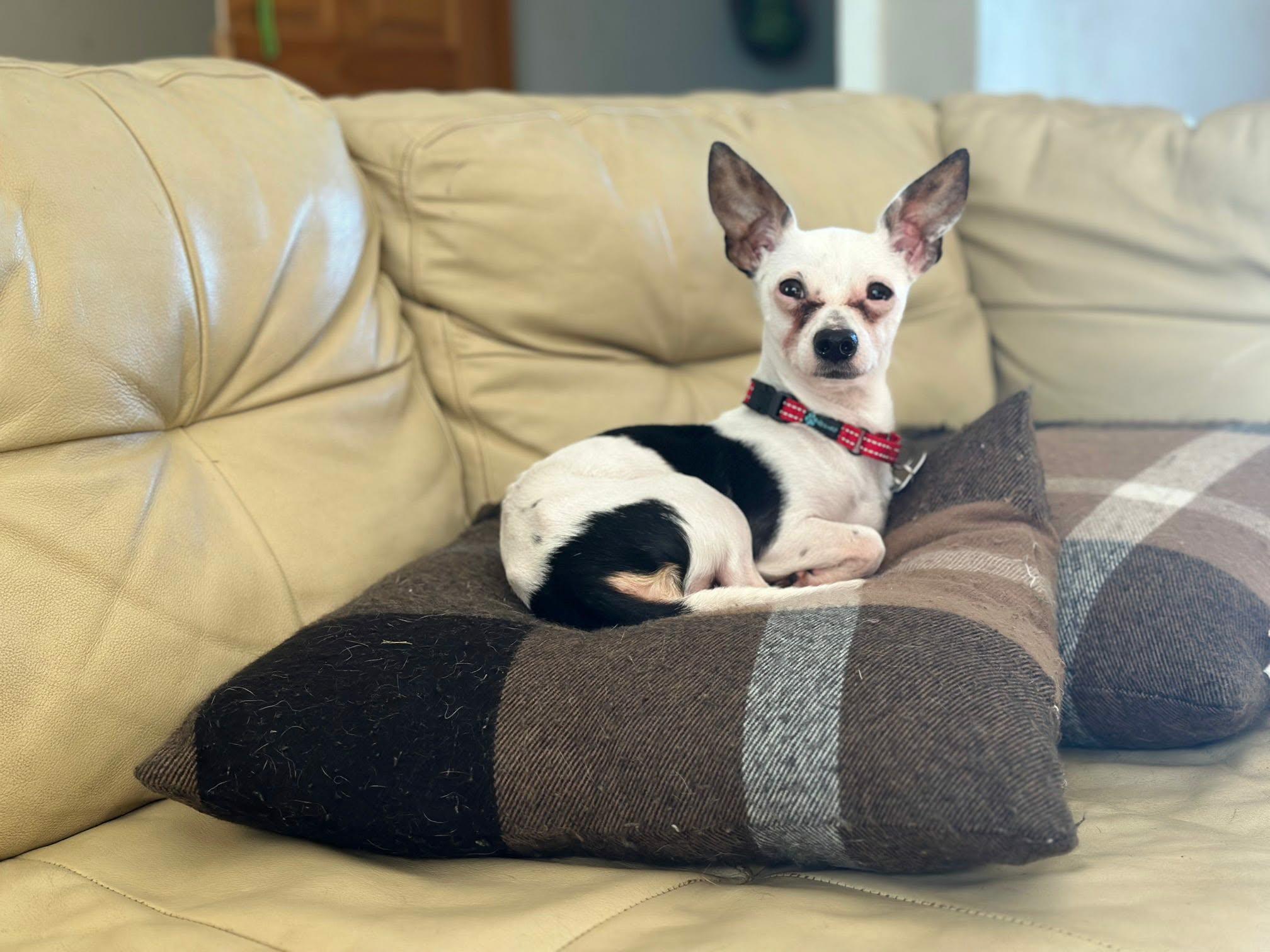 Enlarge Darl, an adopted mixed breed in De Pere, WI image 1/3