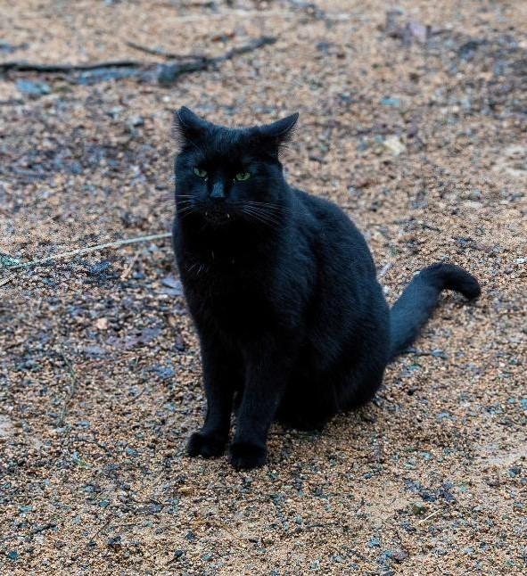 Amana — thumbnail 2