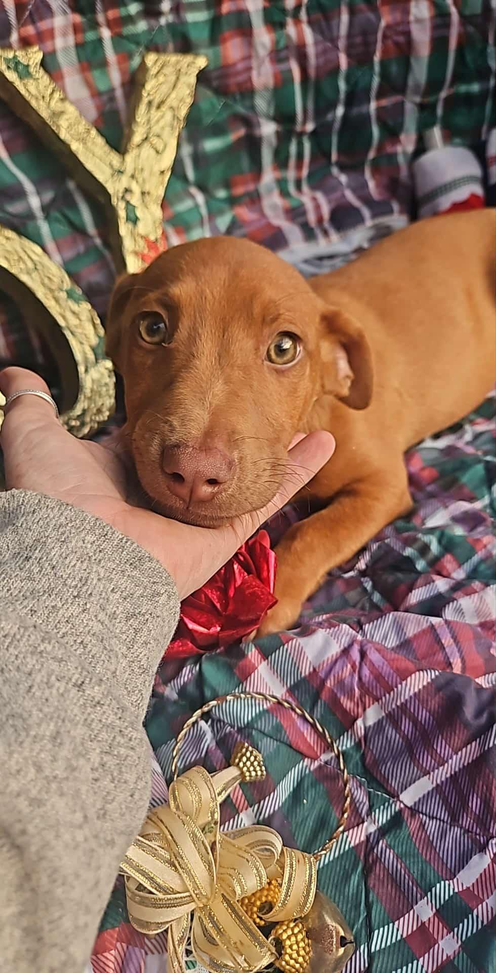 Everett Trixie, Adoptable, Puppy Male Dachshund & Vizsla.