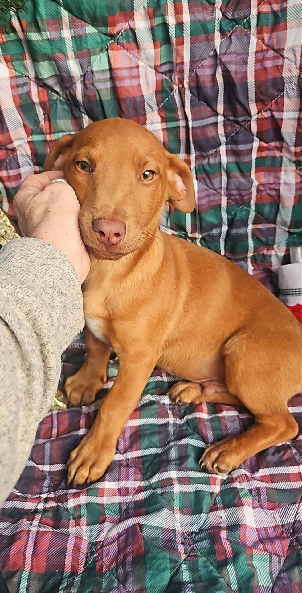 Enlarge Everett Trixie, a Adoptable mixed breed in Wakefield, RI image 2/3