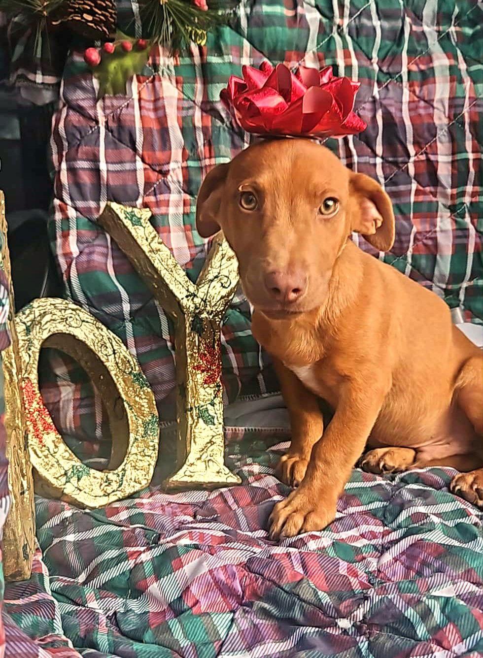 Enlarge Everett Trixie, a Adoptable mixed breed in Wakefield, RI image 3/3