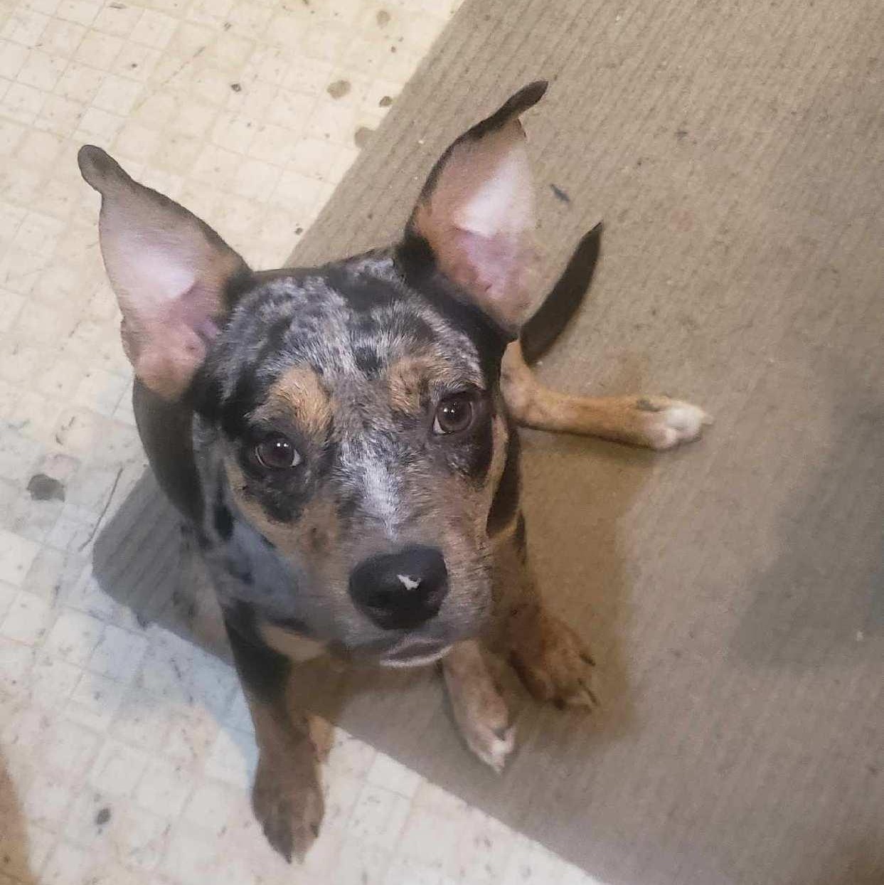 Paige, a Adoptable mixed breed in Oak Bluffs, MA image 1/2