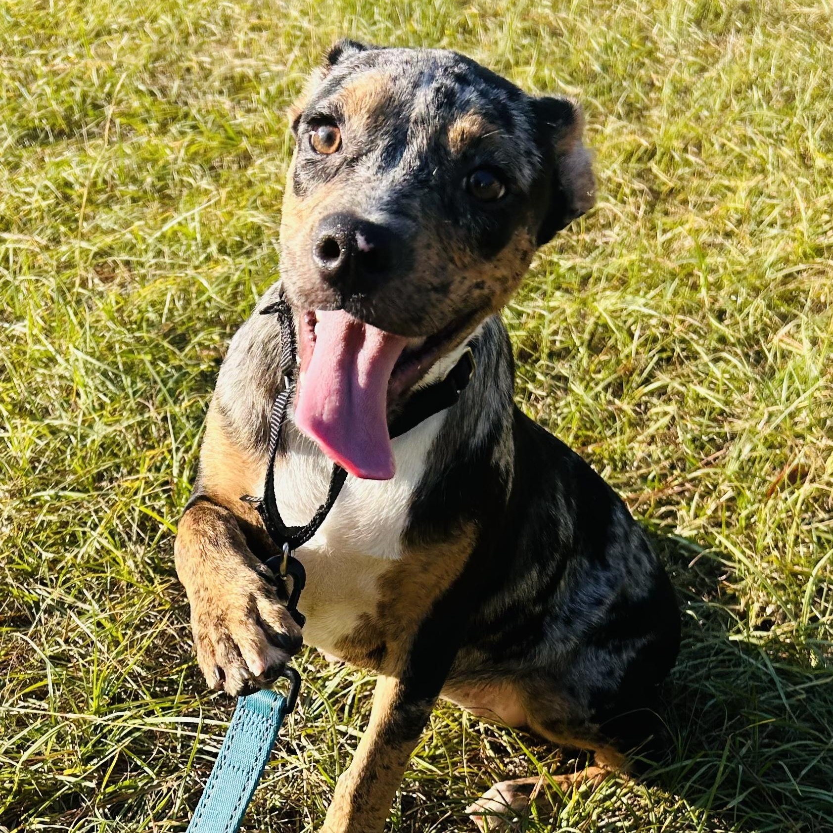 Paige, a Adoptable mixed breed in Oak Bluffs, MA image 2/2